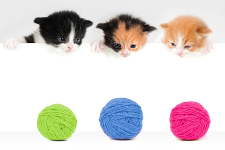 little kittensの写真素材