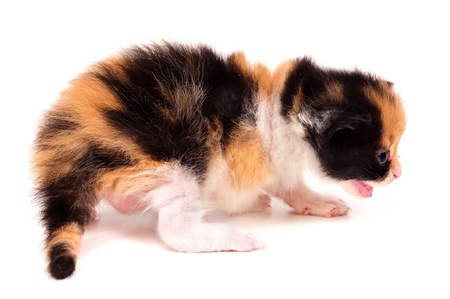 little kitten isolated on a white backgroundの写真素材