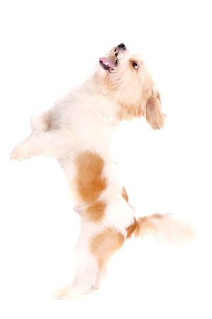 little dog isolated in whiteの写真素材