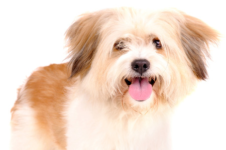 little dog isolated in whiteの写真素材