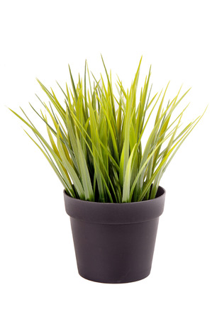 plant isolated in white backgroundの写真素材