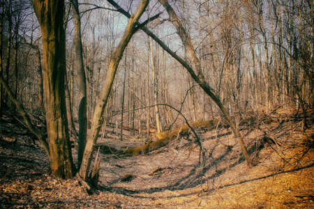 Beautiful old forest in Autumn. Lane Running Through Deciduous Forest At Dawn Or Sunrise.の写真素材
