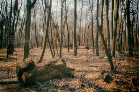 Beautiful old forest in Autumn. Lane Running Through Deciduous Forest At Dawn Or Sunrise.の写真素材
