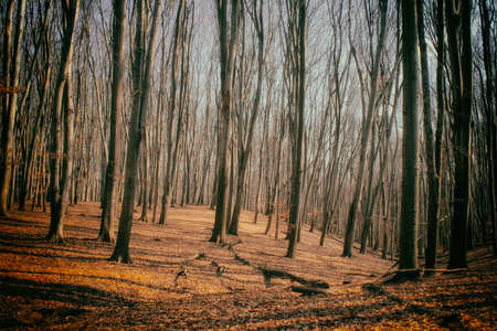 Beautiful old forest in Autumn. Lane Running Through Deciduous Forest At Dawn Or Sunrise.の写真素材