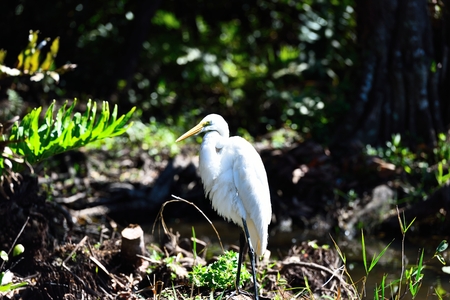 United States wild wetland animals