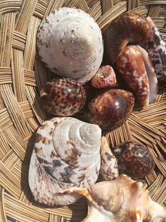 shells in basket