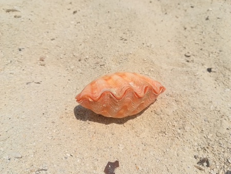 orange seashell on sand