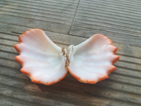 open clam shell
