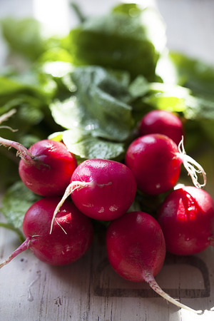 Radishesの写真素材