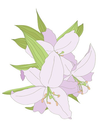 Lilies isolated on white background. vector illustrationのイラスト素材