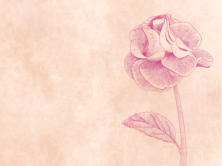 Hand drawn card with rose on pink paper background vectorのイラスト素材