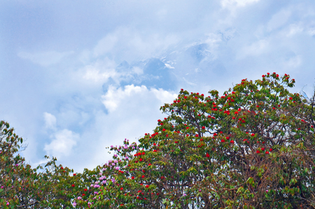 Rhododendron blooming trees and Mountain surrounded by clouds. Mount Cloudy Landscape in Himalaya. Nepal, Annapurna region, Mardi Himal track.の写真素材