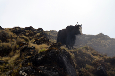 Alone Yak in fog. Himalayan mountains. Nepal, Annapurna regionの写真素材