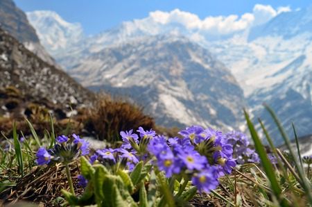 Field, meadow of violet flowers with Rocky Mountains in background. Springtime in Nepal, Annapurna national park, Annapurna Base Camp track.の写真素材