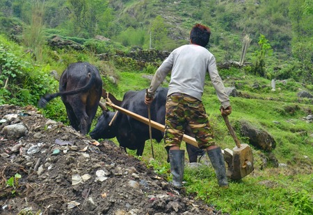 Young Nepalese Man plowing the field with bulls. Nepal, Annapurna Base Camp track.の写真素材