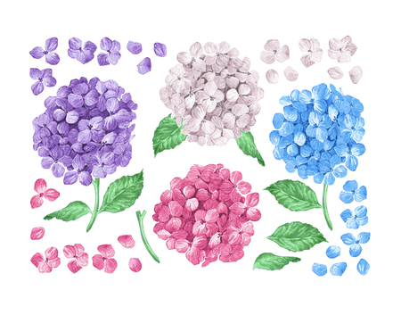 Set collection of Lilac hydrangea flowers, leaves, petals isolated on white background. Watercolor style. Editable elements. Botanical vector illustration.のイラスト素材