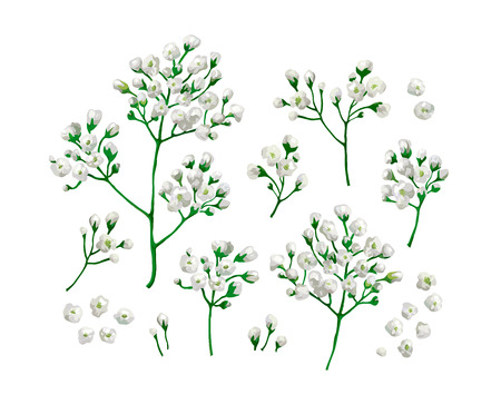 Set collection of gypsophila flowers in watercolor style isolated on white background. Art vector illustration.のイラスト素材