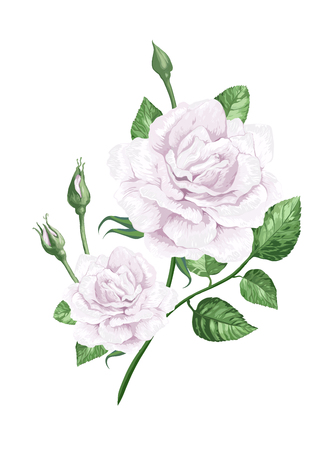 White rose on stem in watercolor style and splashes isolated on white background.のイラスト素材