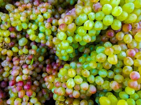 Background of ripe colorful grapes in the market. Autumn harvesting. Ripe fruits on the counter.の写真素材