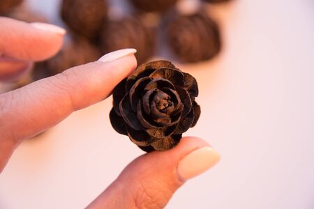 a pinecone in the hands of a girl. natural product decor. design elementの写真素材