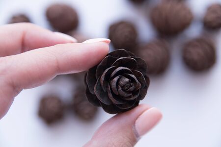 a pinecone in the hands of a girl. natural product decor. design elementの写真素材