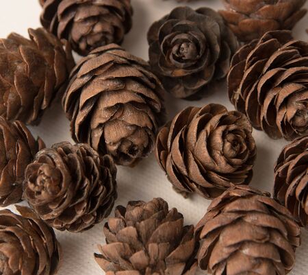 pine cones on a white background.  decor elementの写真素材