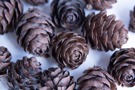 pine cones on a white background.  decor elementの写真素材