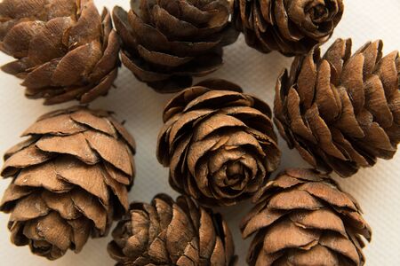 pine cones on a white background.  decor elementの写真素材