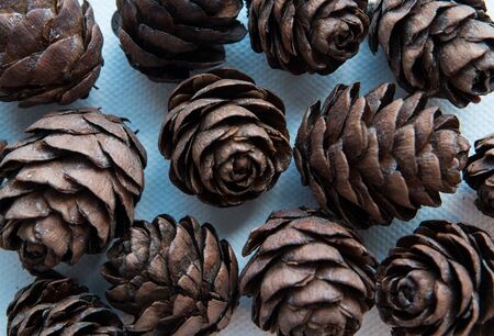 pine cones on a white background.  decor elementの写真素材