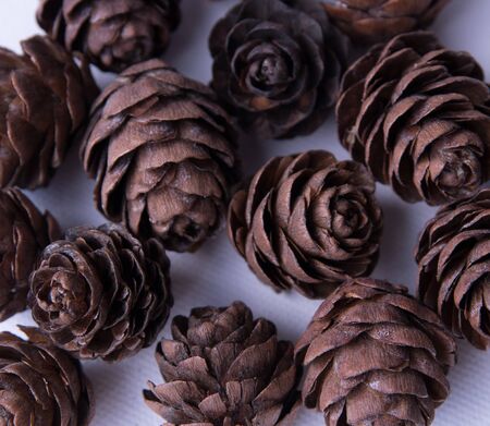 pine cones on a white background.  decor elementの写真素材