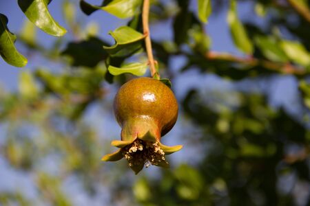 young green pomegranate grows on a tree. harvest ripeningの写真素材