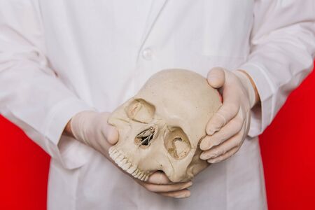 Hands of a doctor in gloves closeup hold a skull on a red background. Anthropologist. Pathologist medical worker. The concept of mortality from disease.の写真素材