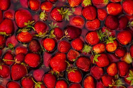 Red strawberries in the water. Rich harvest of berries.の写真素材