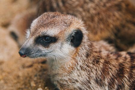 Brown meerkat in a sandy area. Mongooseの写真素材