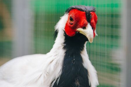 pheasant. Poultry yard Bird with Brightの写真素材