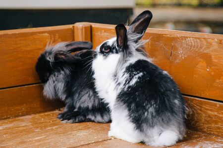 Two decorative rabbits are sitting in a woodenの写真素材