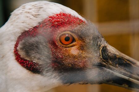 Close-up portrait of a bird. Orange eye throughの写真素材