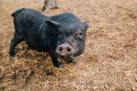 Black mini pig. Domestic pig on a walk. Agricultureの写真素材