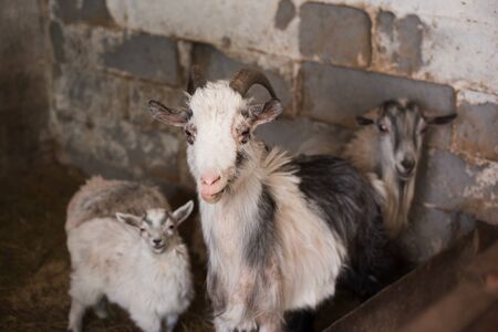 A beautiful black and white goat with big horns is looking at the camera. Animals on the farm.の写真素材