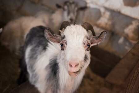 A beautiful black and white goat with big horns is looking at the camera. Animals on the farm.の写真素材