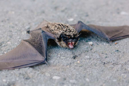 The bat lies on the asphalt. A mouse with black wings fell to the ground. Carrier of the disease. He wants to bite. Grin predatorの写真素材