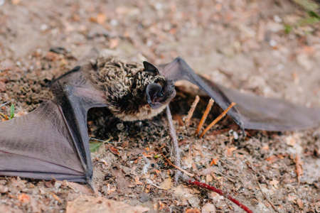 The bat lies in the grass. A mouse with black wings fell to the ground. Carrier of the disease. He wants to bite. Predators grinの写真素材