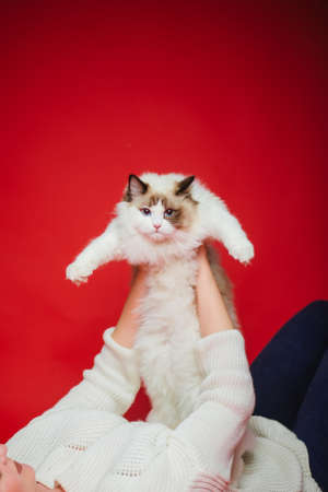 Young woman hugs a ragdoll cat on a red background. Love to the animals. Studio photoの写真素材