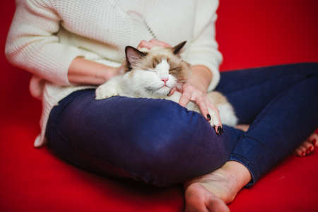 Fluffy cat Ragdoll sits on the lap of a woman. Studio photoの写真素材