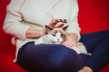 Fluffy cat Ragdoll sits on the lap of a woman. Studio photoの写真素材