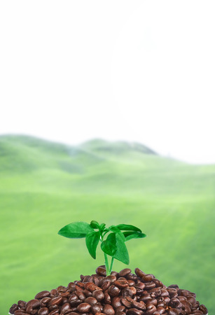 Coffe beans, real cofe, Coffee beans with green leaves on a background of coffee fields landscapeの写真素材