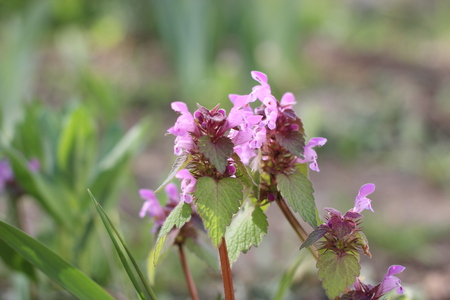 The inflorescence of small flowers on a background of blurred green foliage.の写真素材