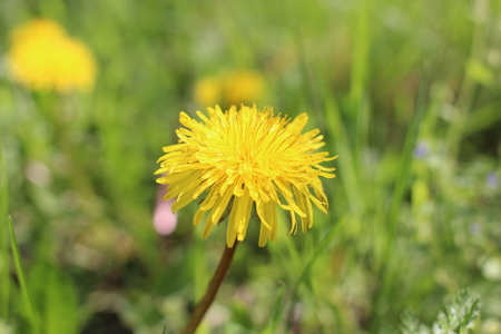 Yellow dandelion against green grass in spring. View from above.の写真素材