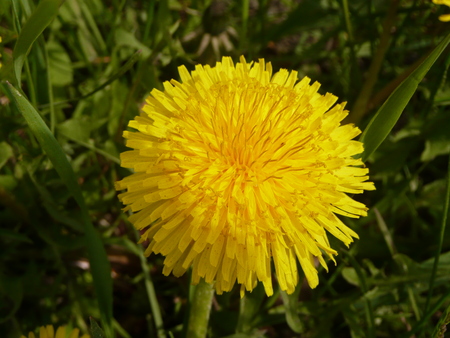 Photo of a yellow dandelion close-up in the springの写真素材
