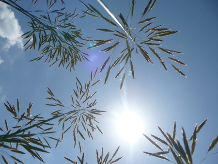 Silhouettes of wild grass on the background of the midday sunの写真素材